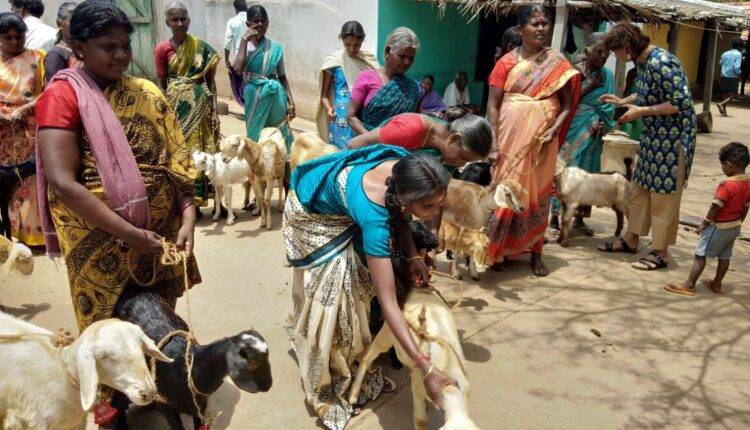 goat farming farmers double income ( भारत में बकरी पालन )