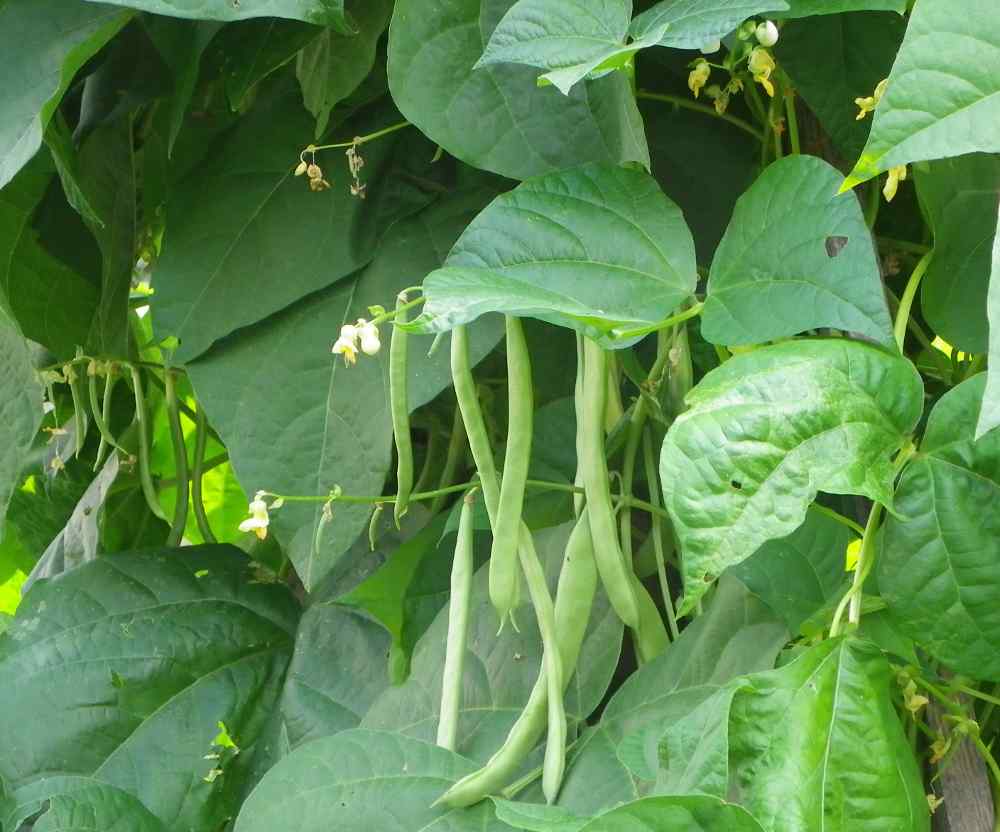 Beans Farming पौष्टिक उत्पादों की खेती