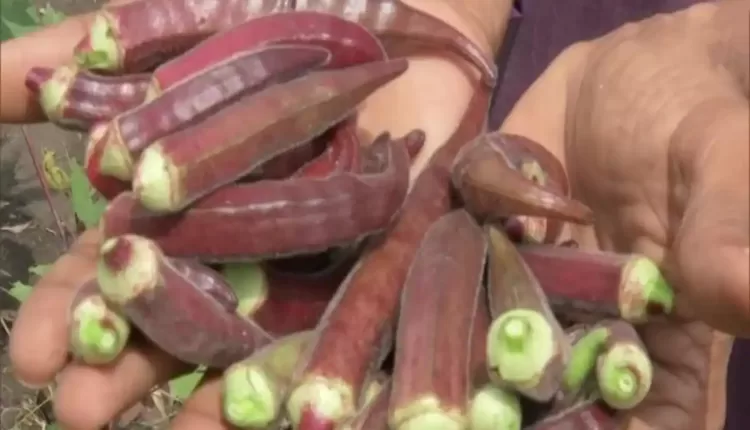 red lady finger farming bhopal ( लाल भिंडी की खेती )