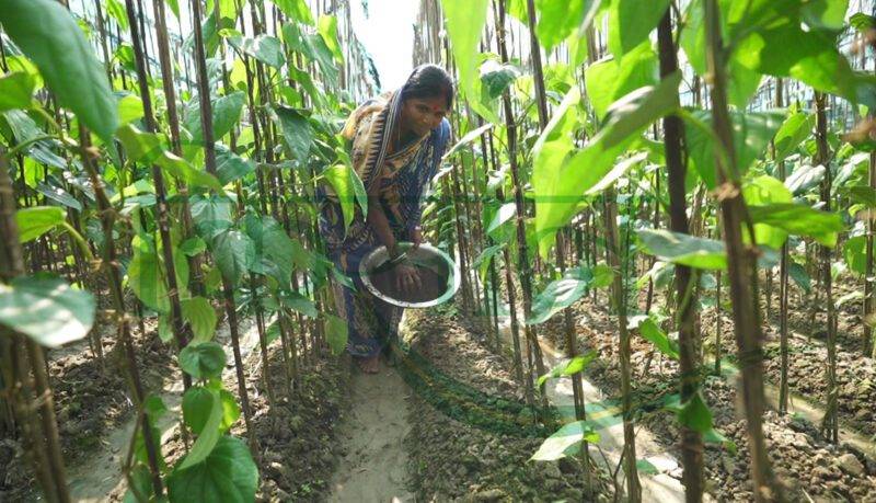 जैविक खेती ( organic farming )