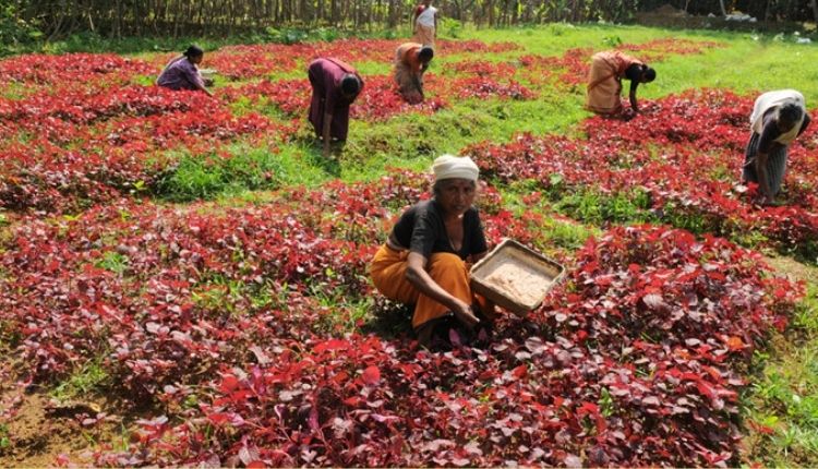 nutrients food farming in india ( पौष्टिक उत्पादों की खेती )