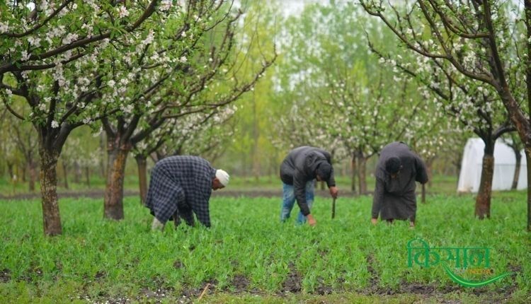 जैविक खेती गनस्तान गाँव ( organic farming ganstan village kashmir )