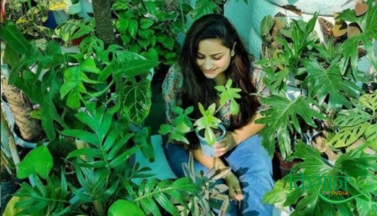 मिनी फॉरेस्ट sakshi bhardwaj mini forest 