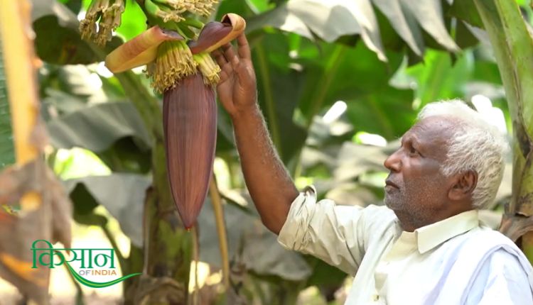 केले की खेती banana farming