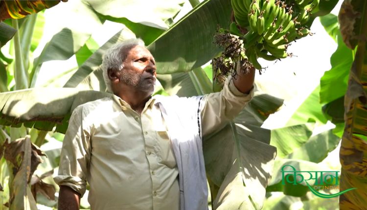 केले की खेती banana farming