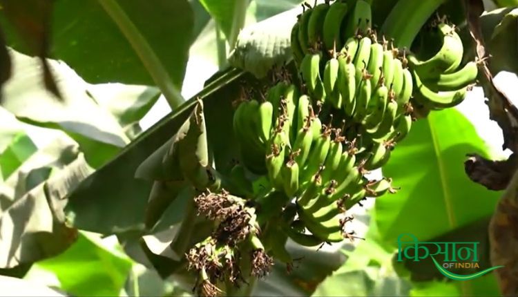 केले की खेती banana farming
