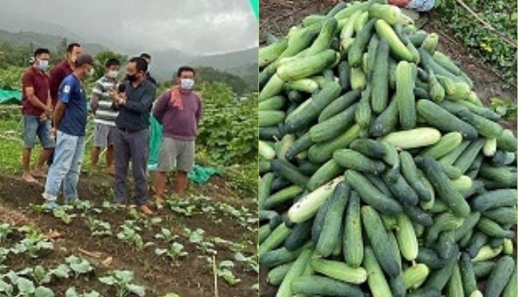  Cucumber variety - Alamgir-180 ( ककड़ी की खेती ) 