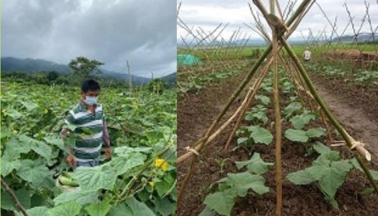 Cucumber variety - Alamgir-180 ( ककड़ी की खेती ) 