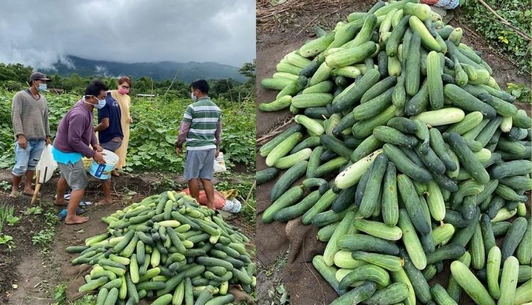 Cucumber variety - Alamgir-180 ( ककड़ी की खेती )