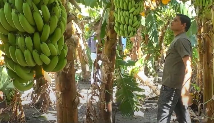 banana farming ( केले की खेती )