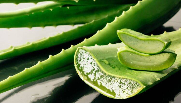 aloevera farming in india ( भारत में एलोवेरा की खेती ) 