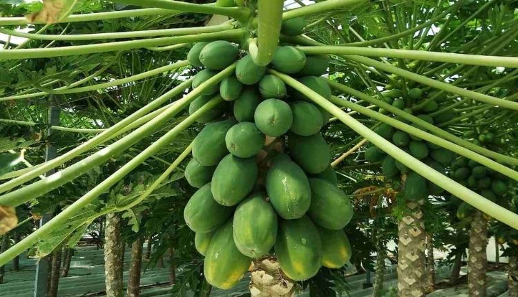 उन्नत तरीके से पपीते की खेती (Papaya Farming) में आमदनी 1200 से सीधा 1.75 लाख रुपये पहुंची