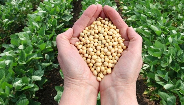 Vegetable Soybean Variety Swarna Vasundhara: