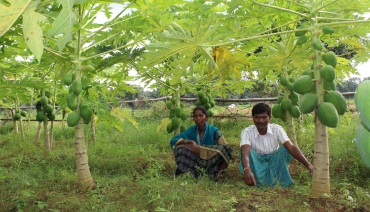 Scientific Papaya farming ( पपीते की उन्नत खेती )