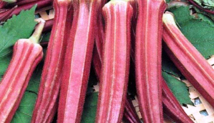  lady finger 