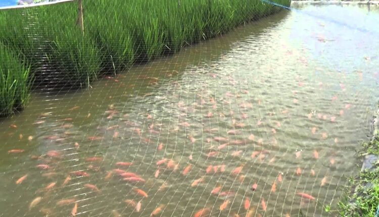 धान संग मछली पालन ( rice fish farming )