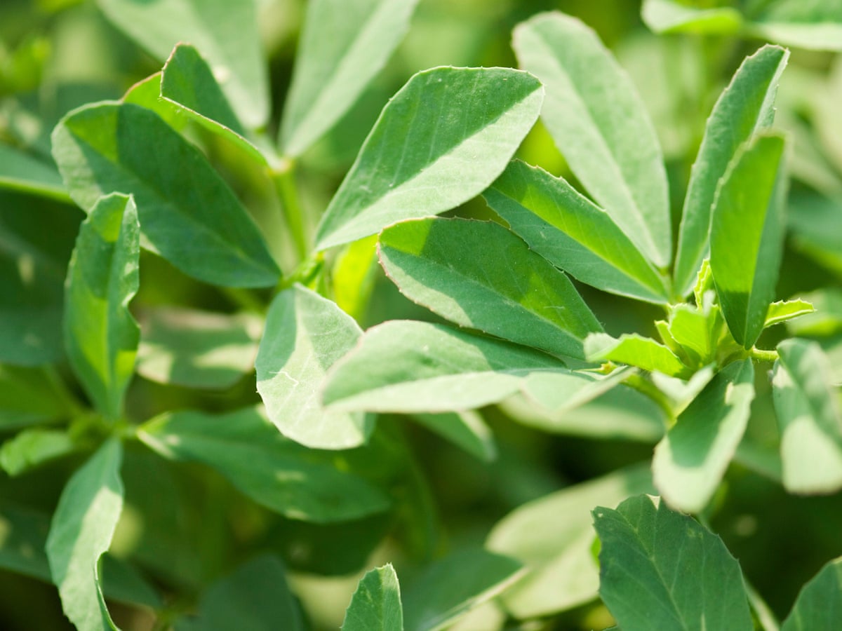 methi cultivation ( पौष्टिक उत्पादों की खेती )