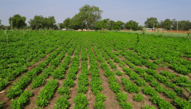 organic farming in india ( पौष्टिक उत्पादों की खेती )