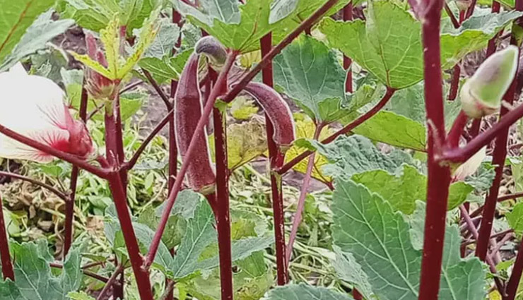 red lady finger farming bhopal ( लाल भिंडी की खेती )