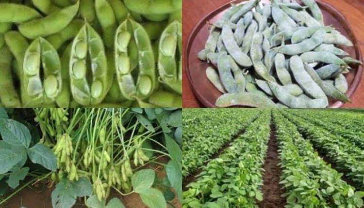 Vegetable Soybean Variety Swarna Vasundhara: