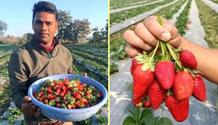 स्ट्रॉबेरी की खेती ( Strawberry farming )