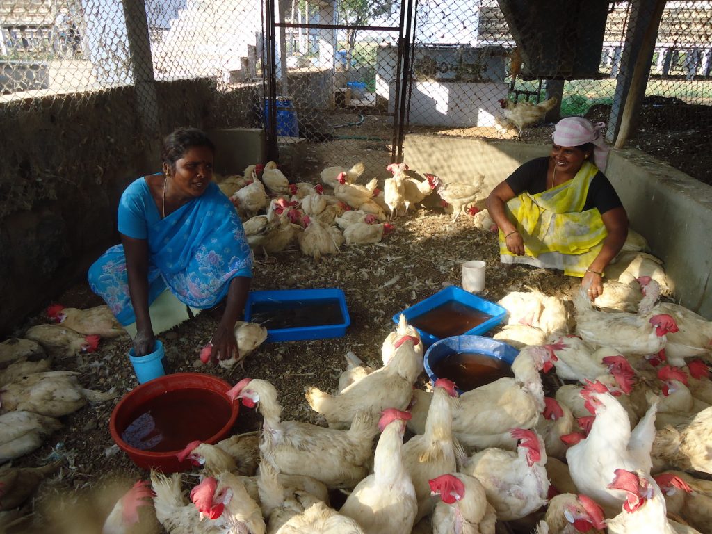 poultry farming in india पौष्टिक उत्पादों की खेती