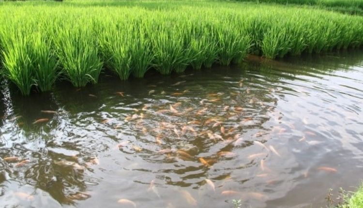 धान संग मछली पालन ( fish rice farming ) 