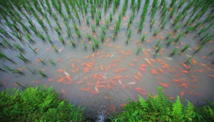 धान संग मछली पालन ( rice fish farming )