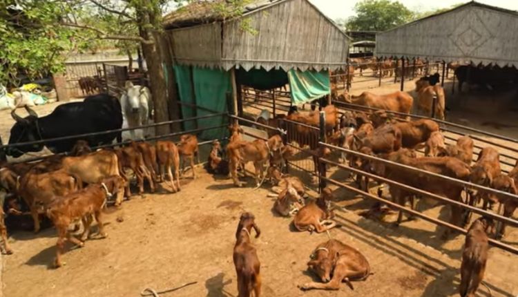 देसी गायों की गौशाला ( aseem rawat hetha dairy )