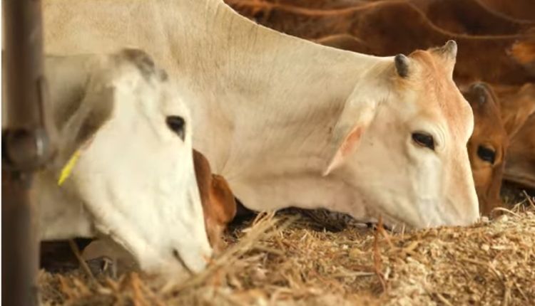 देसी गायों की गौशाला ( aseem rawat hetha dairy )
