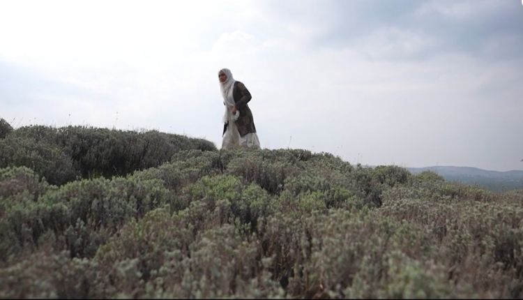 लैवेंडर की खेती ( lavender farming )