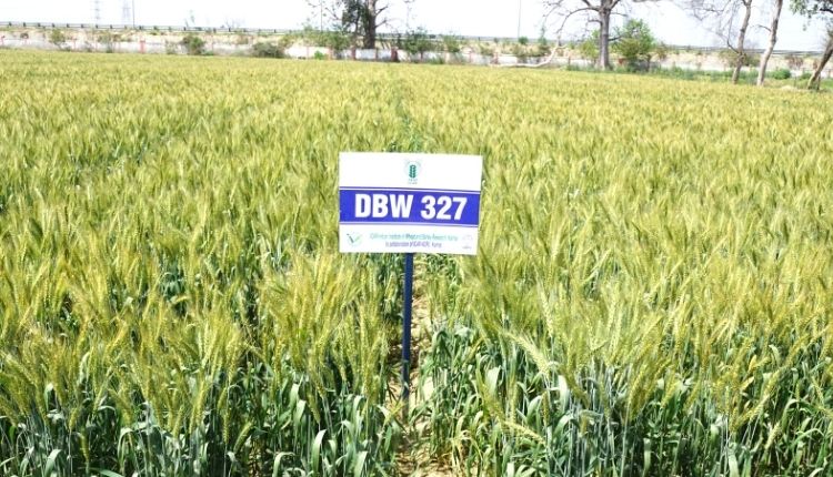 गेंहू की तीन नई किस्में ( wheat three new varieties)