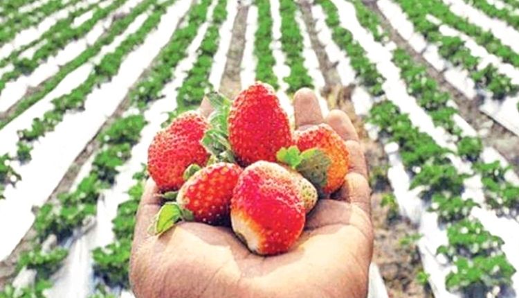 स्ट्रॉबेरी की खेती ( Strawberry farming )