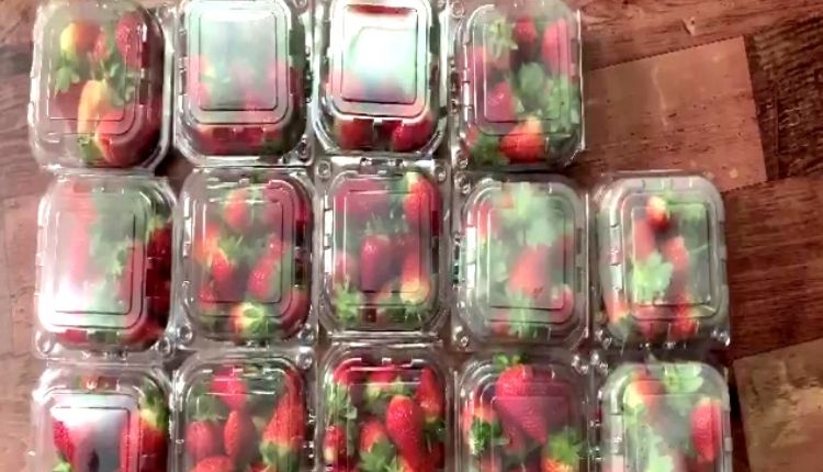 स्ट्रॉबेरी की खेती ( Strawberry farming ) 