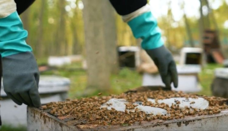 मधुमक्खी पालन ( beekeeping ) 