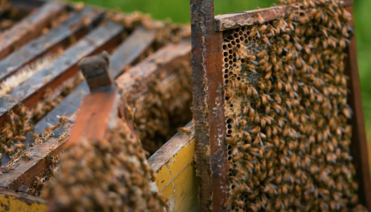 मधुमक्खी पालन ( beekeeping ) 