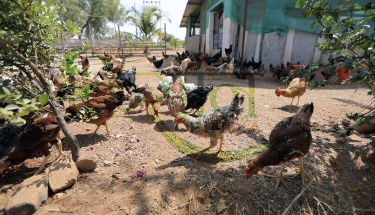 बैकयार्ड मुर्गीपालन ( backyard poultry farming ) 