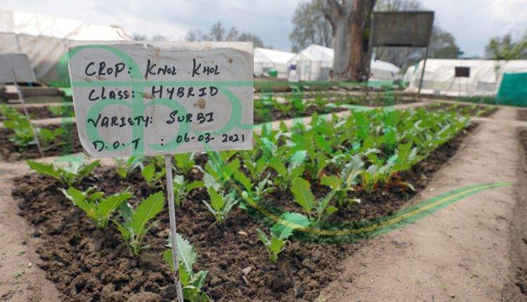 किचन गार्डन स्कीम ( kitchen garden scheme ) 