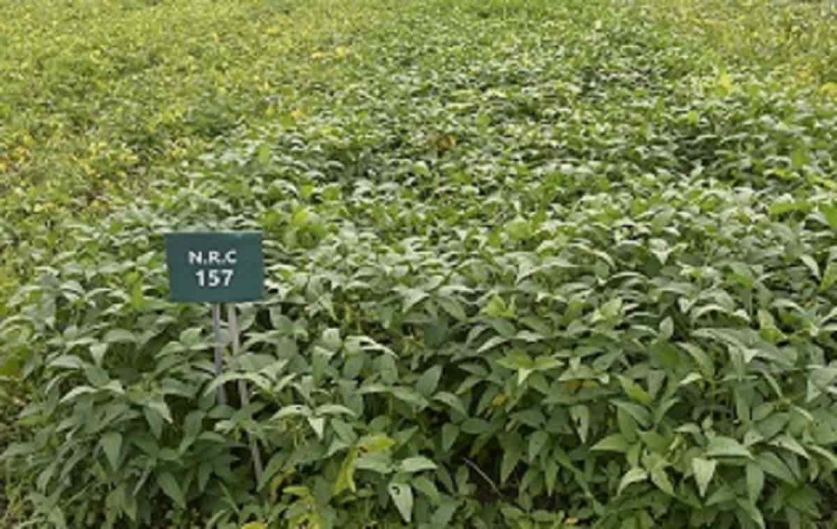 सोयाबीन की नई किस्में (New Soybean Varieties)