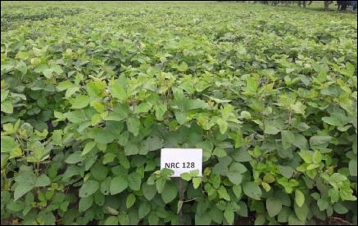 Soybean Varieties NRC 128
