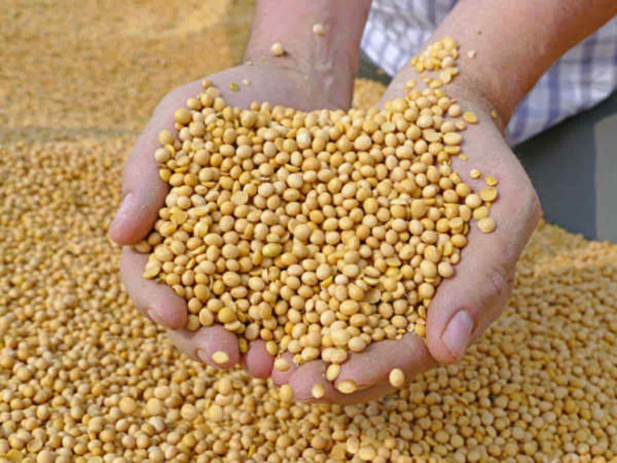 Soybean Varieties NRC 138