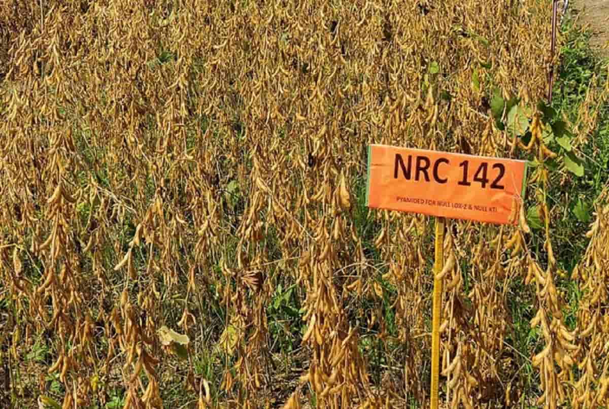 Soybean Varieties NRC 142