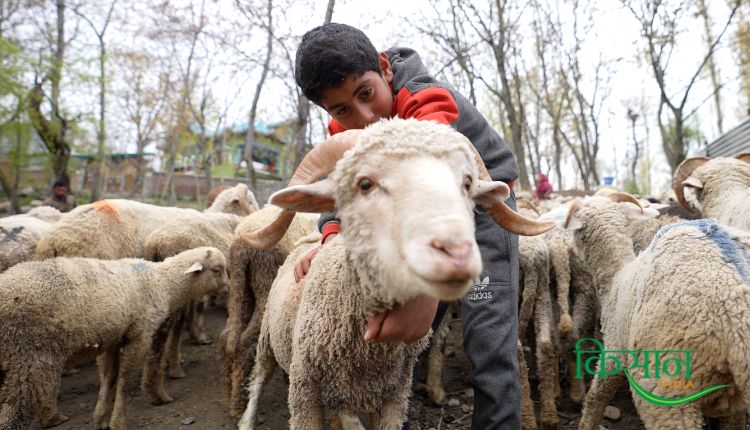 भेड़ पालन sheep farming sheep rearing