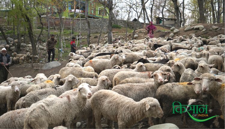 भेड़ पालन sheep farming sheep rearing