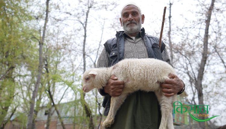 भेड़ पालन sheep farming sheep rearing