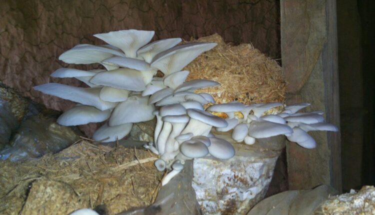 mushcon international mushroom festival