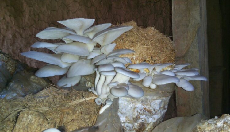 oyster mushroom farming in india ( मशरूम की खेती ) 