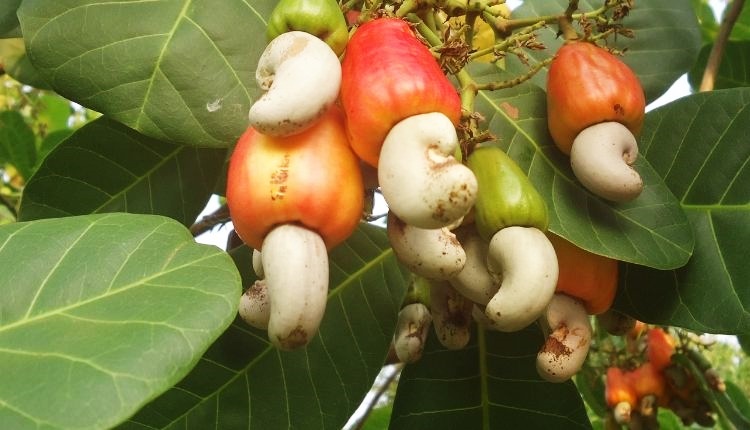 काजू उत्पादक किसान ( cashew farmers kerala