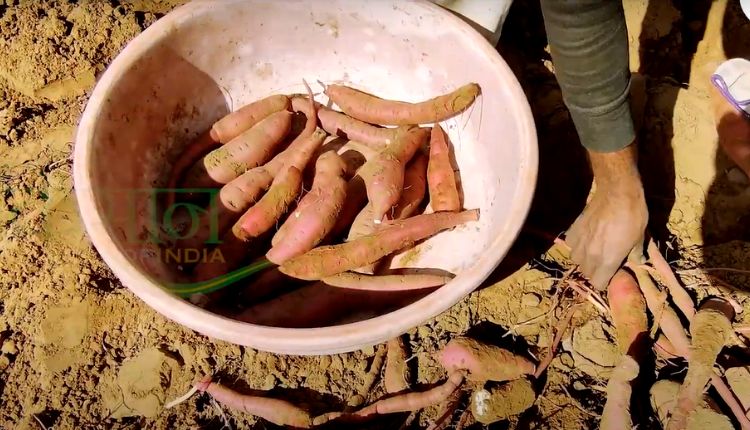 sweet potato farming