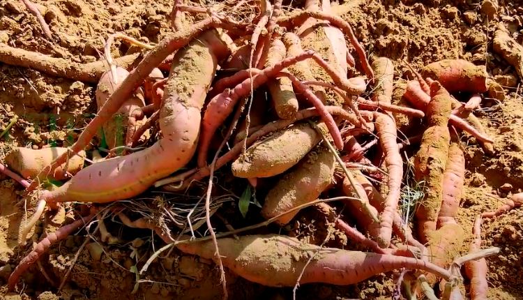 sweet potato